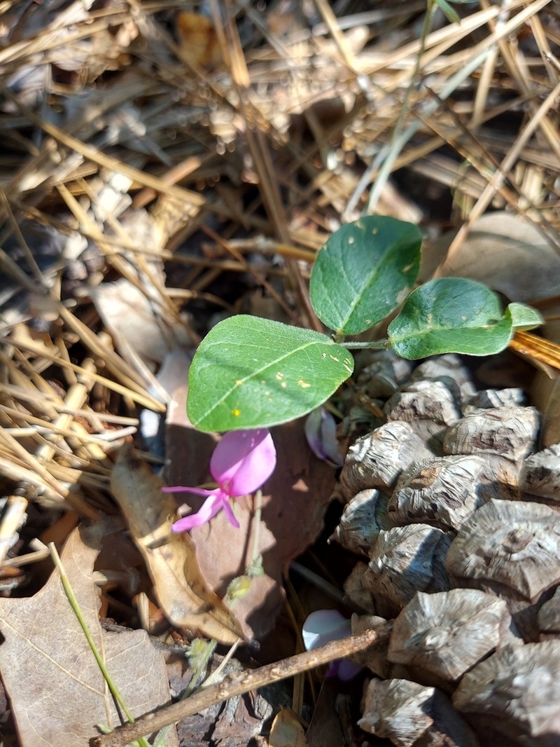 Florida Milkpea photo 4