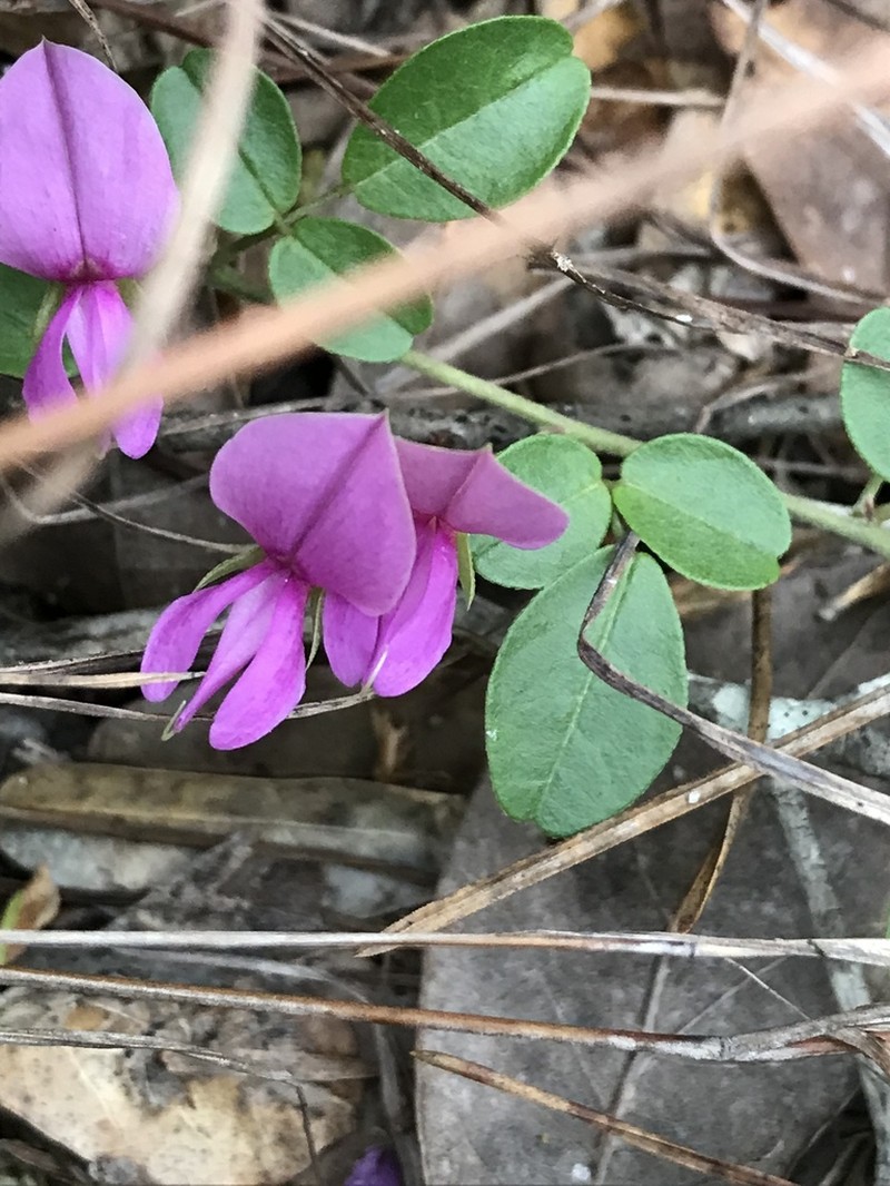 Florida Milkpea photo 5