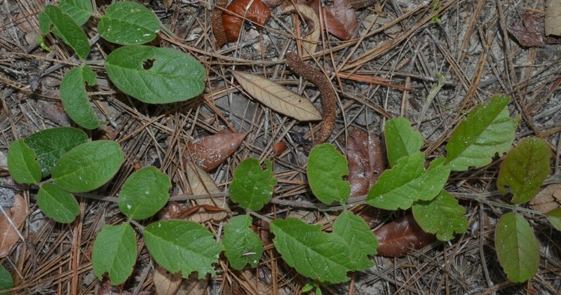 Florida Milkpea photo 6
