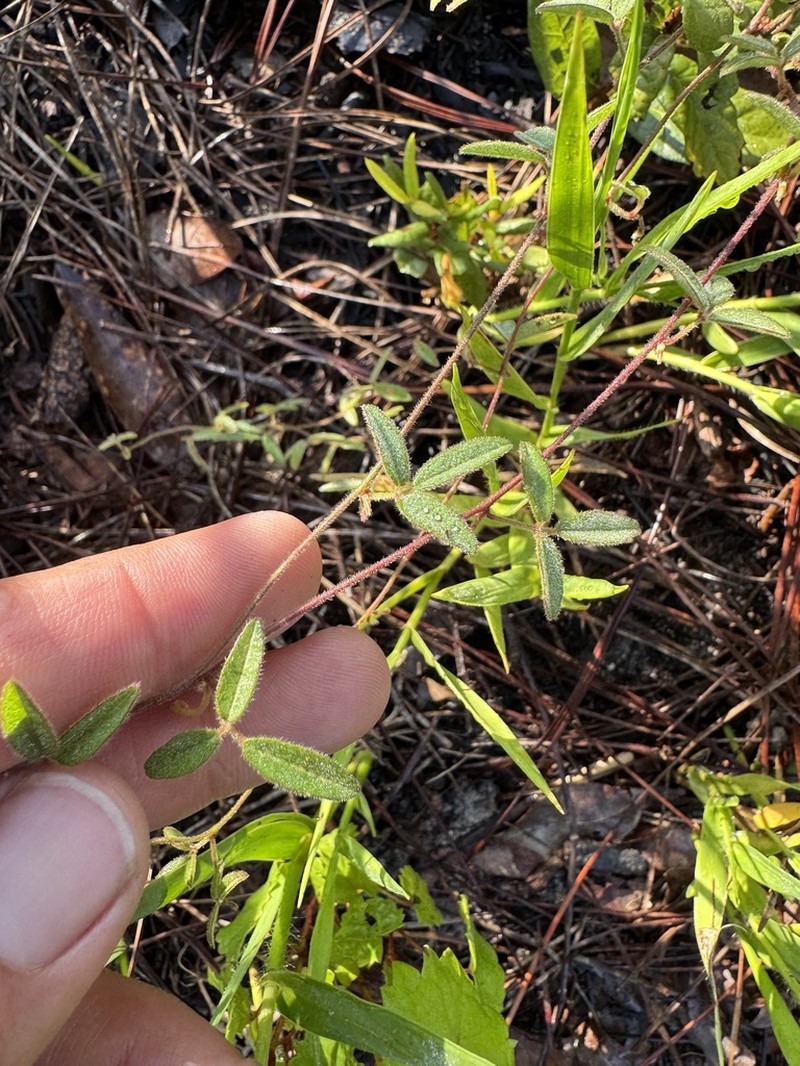 Florida Milkpea photo 7
