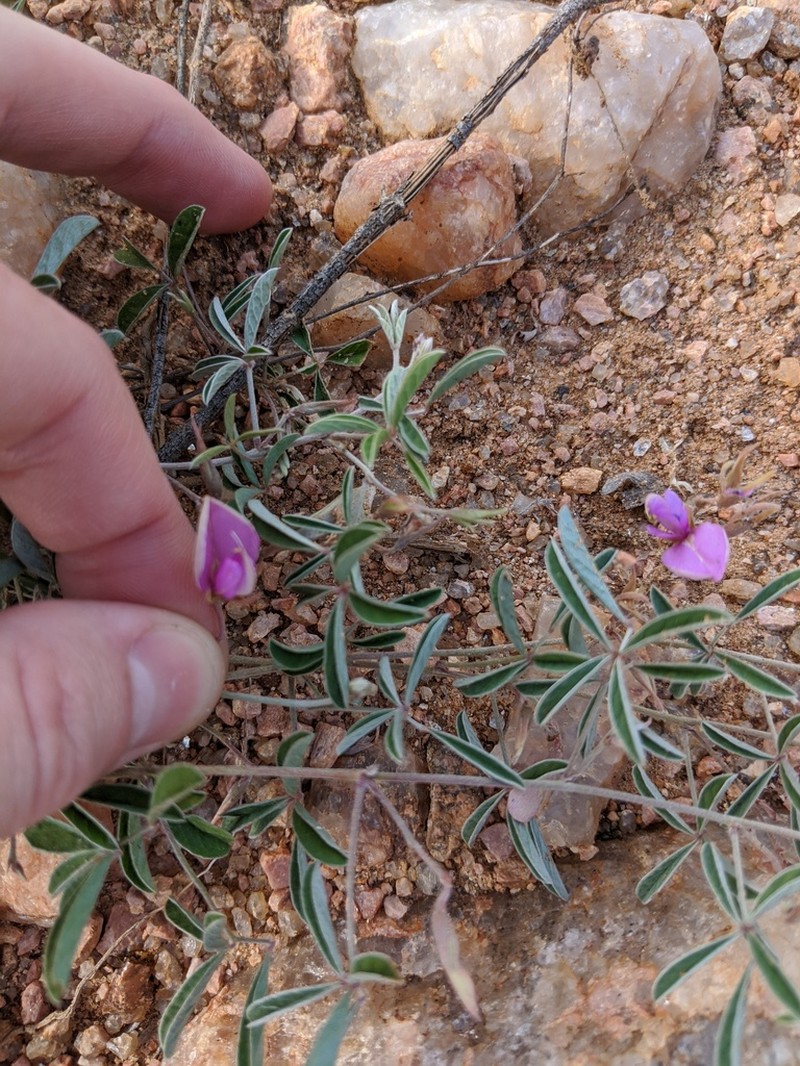 Gray's Milkpea