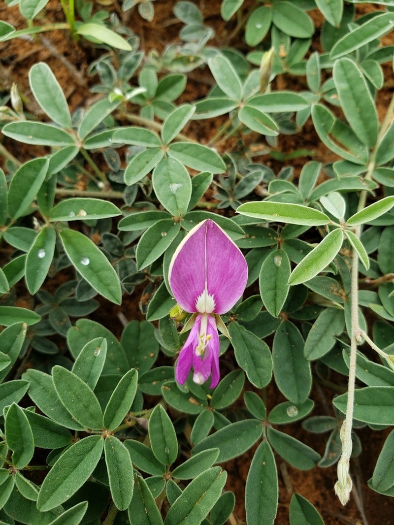 Gray's Milkpea photo 2