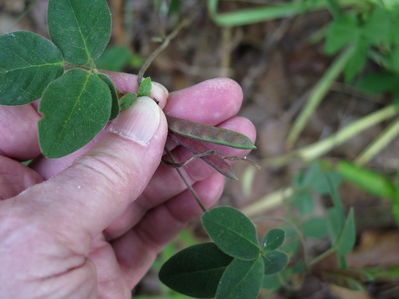 Gray's Milkpea photo 3