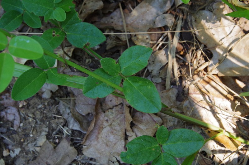 Gray's Milkpea photo 4