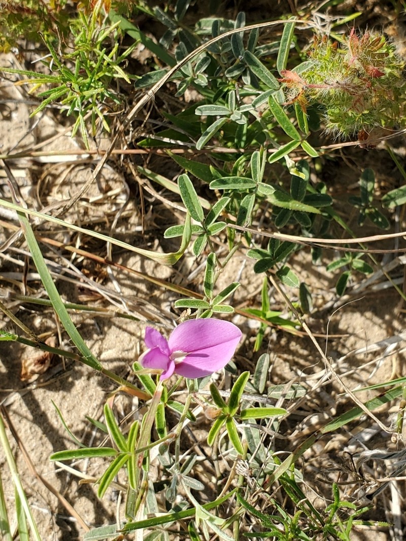 Gray's Milkpea photo 5