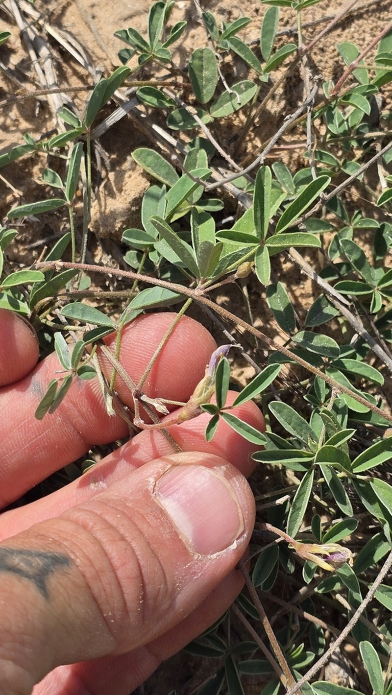 Gray's Milkpea photo 6