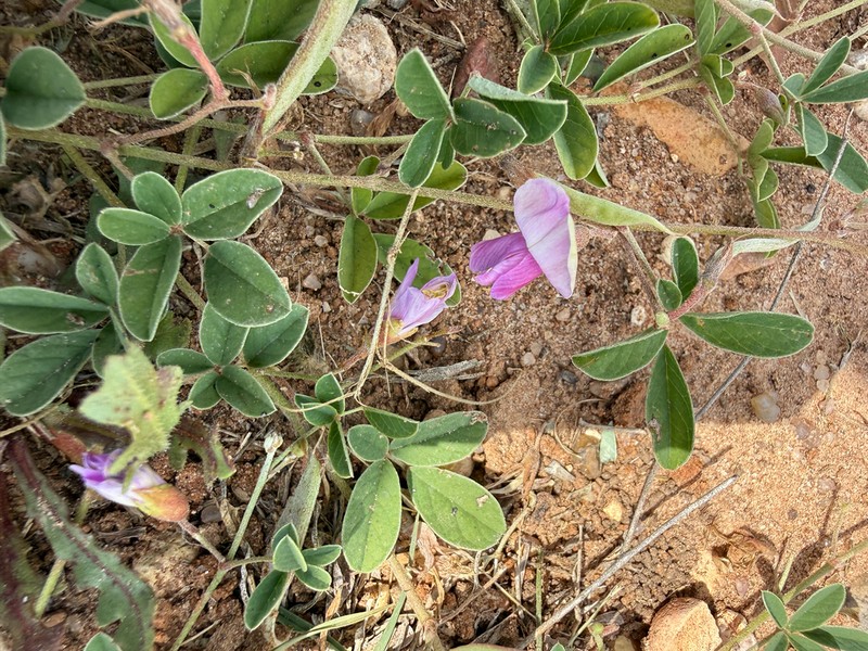 Gray's Milkpea photo 7