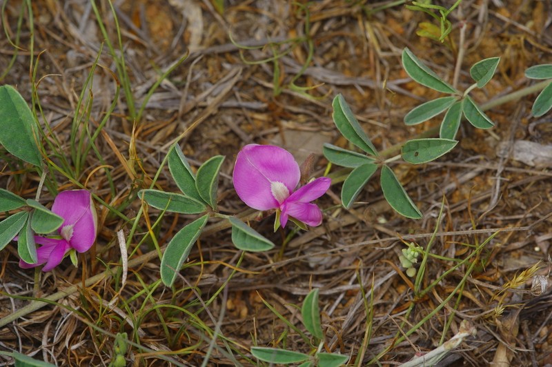 Gray's Milkpea photo 8