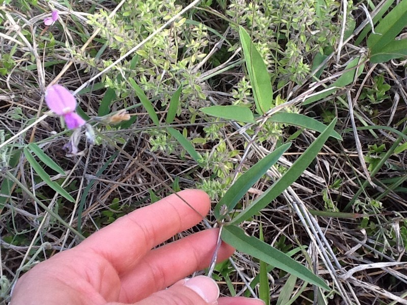 Longleaf Milkpea