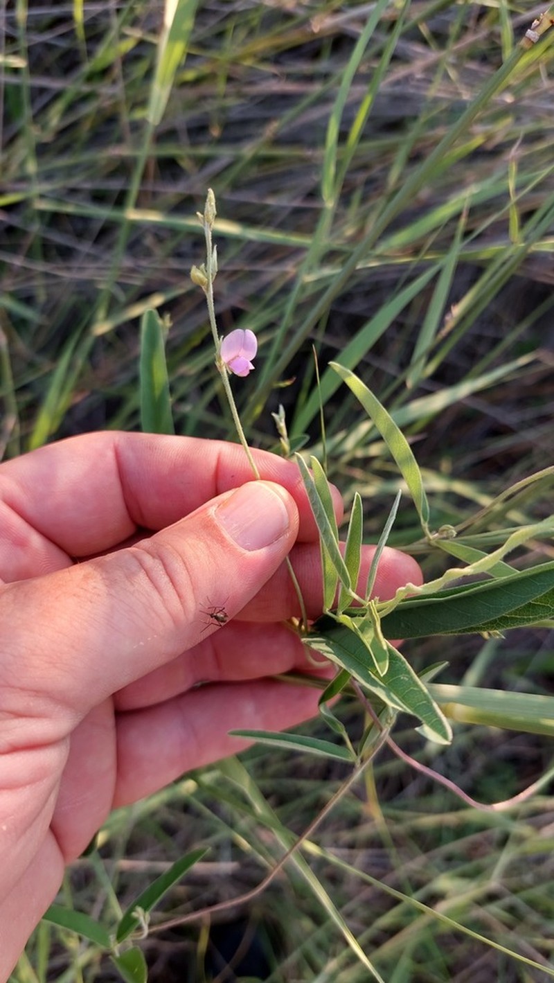 Longleaf Milkpea photo 2