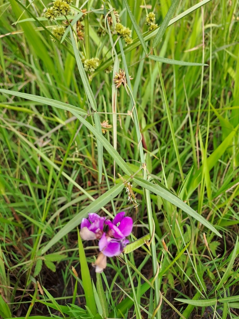 Longleaf Milkpea photo 4