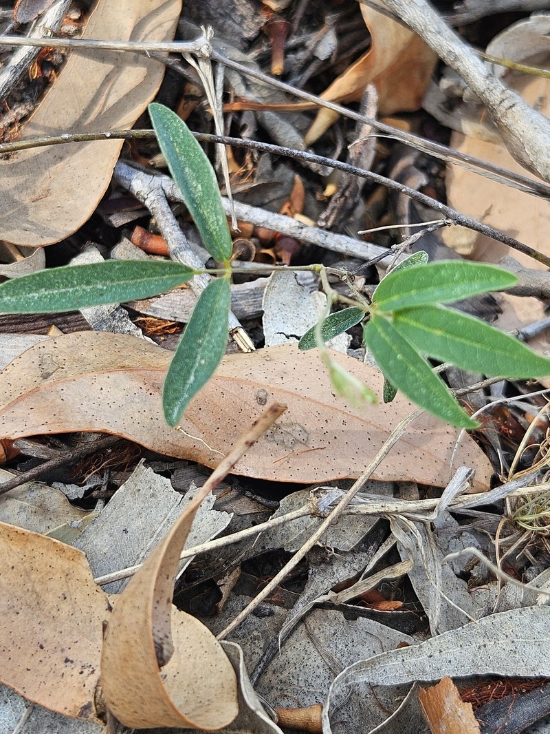 Longleaf Milkpea photo 5