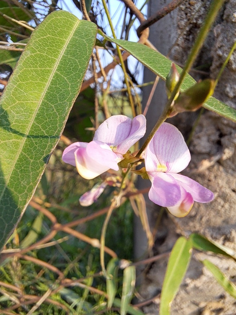 Longleaf Milkpea photo 6
