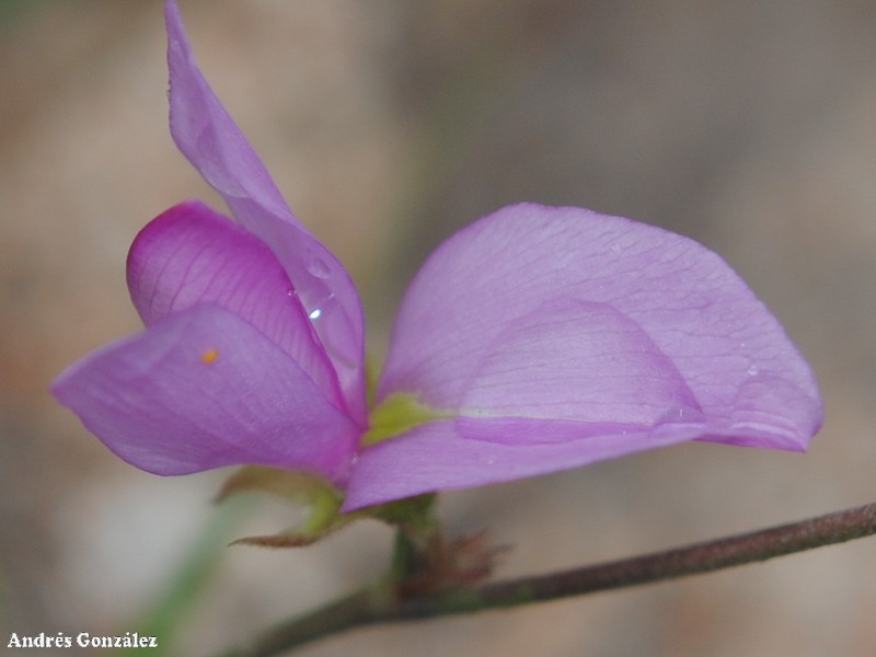 Edible Milkpea photo 5