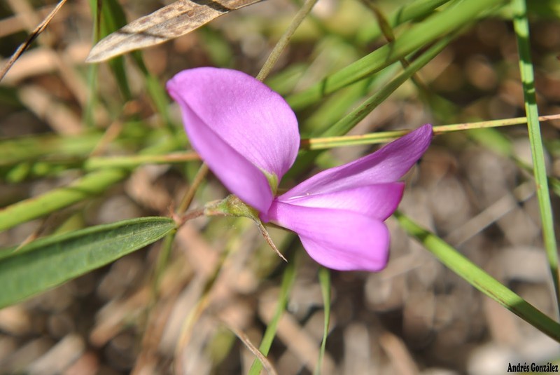 Edible Milkpea photo 6