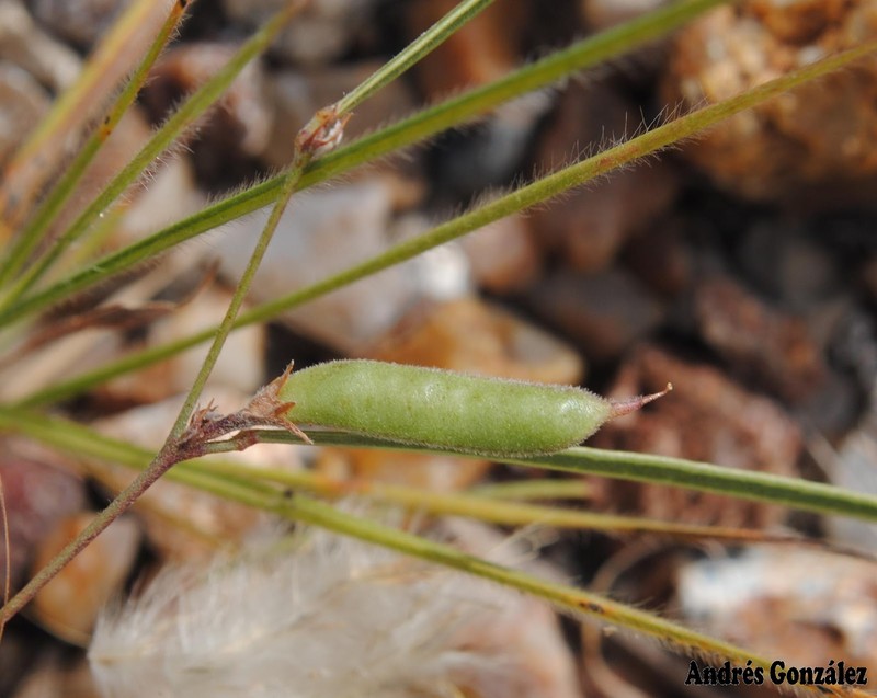 Edible Milkpea photo 2