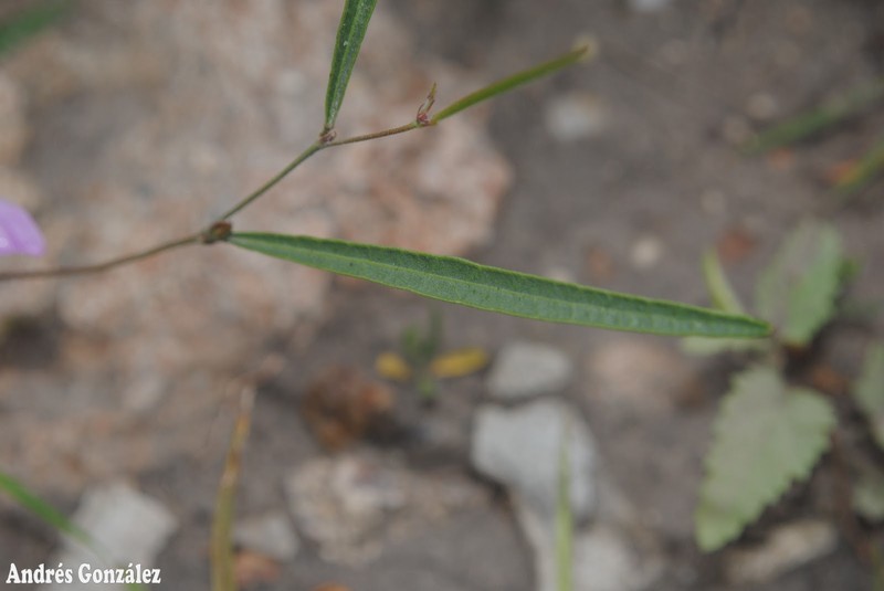 Edible Milkpea photo 3