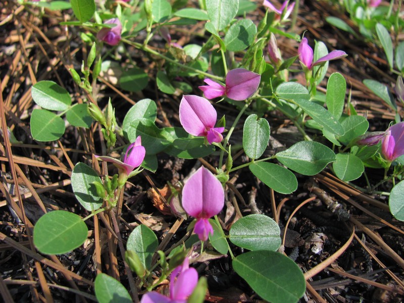 Littleleaf Milkpea