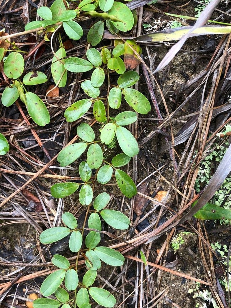Littleleaf Milkpea