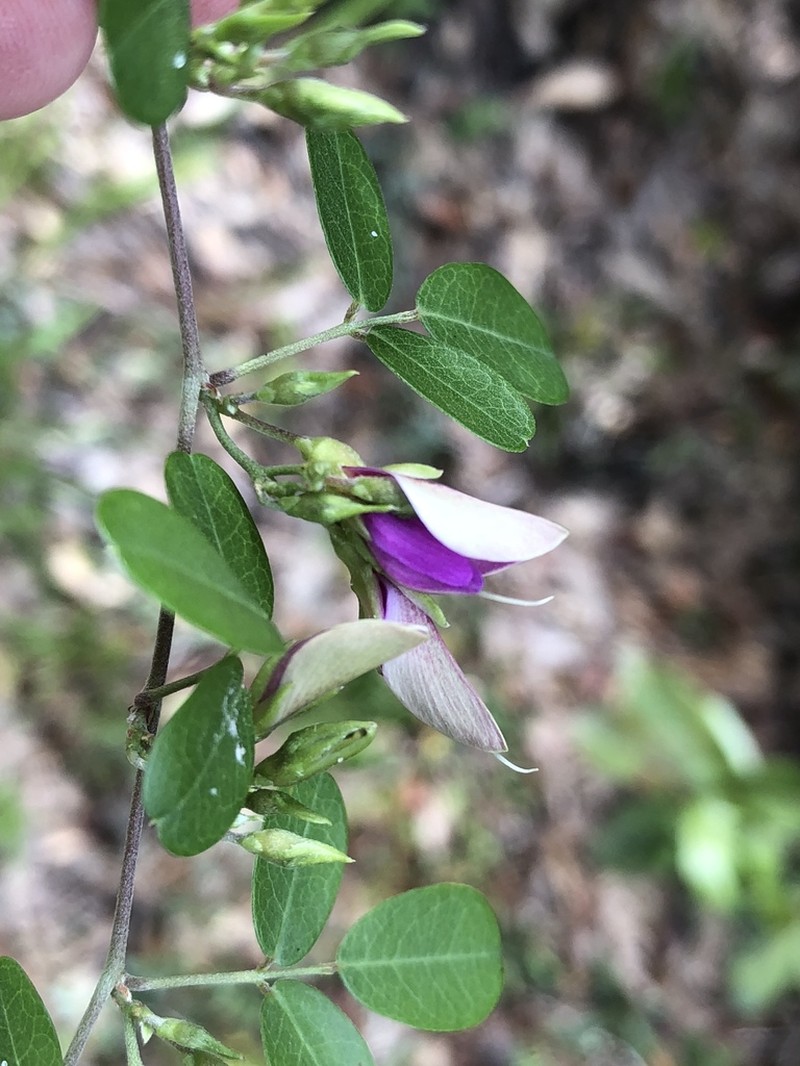 Littleleaf Milkpea photo 2