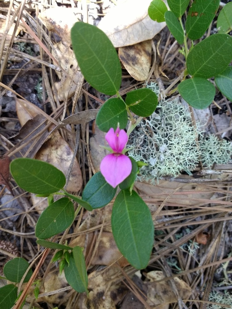 Littleleaf Milkpea photo 3