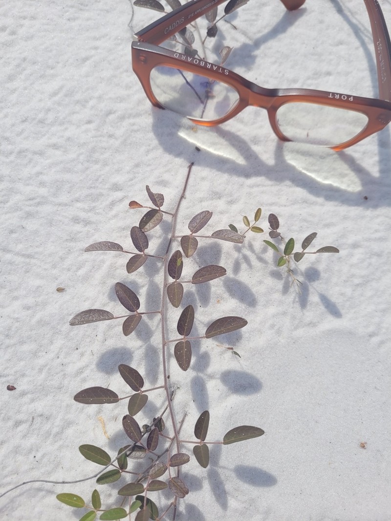 Littleleaf Milkpea photo 4