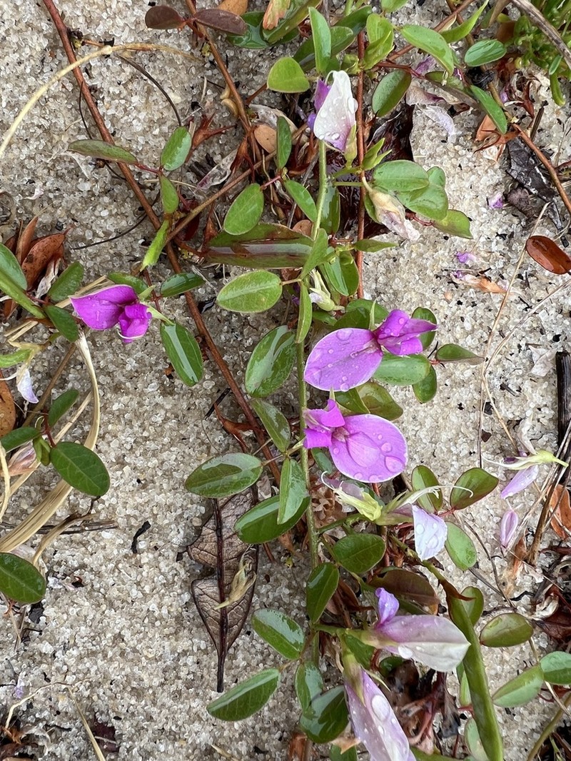 Littleleaf Milkpea photo 5