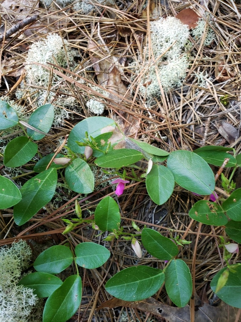 Littleleaf Milkpea photo 6