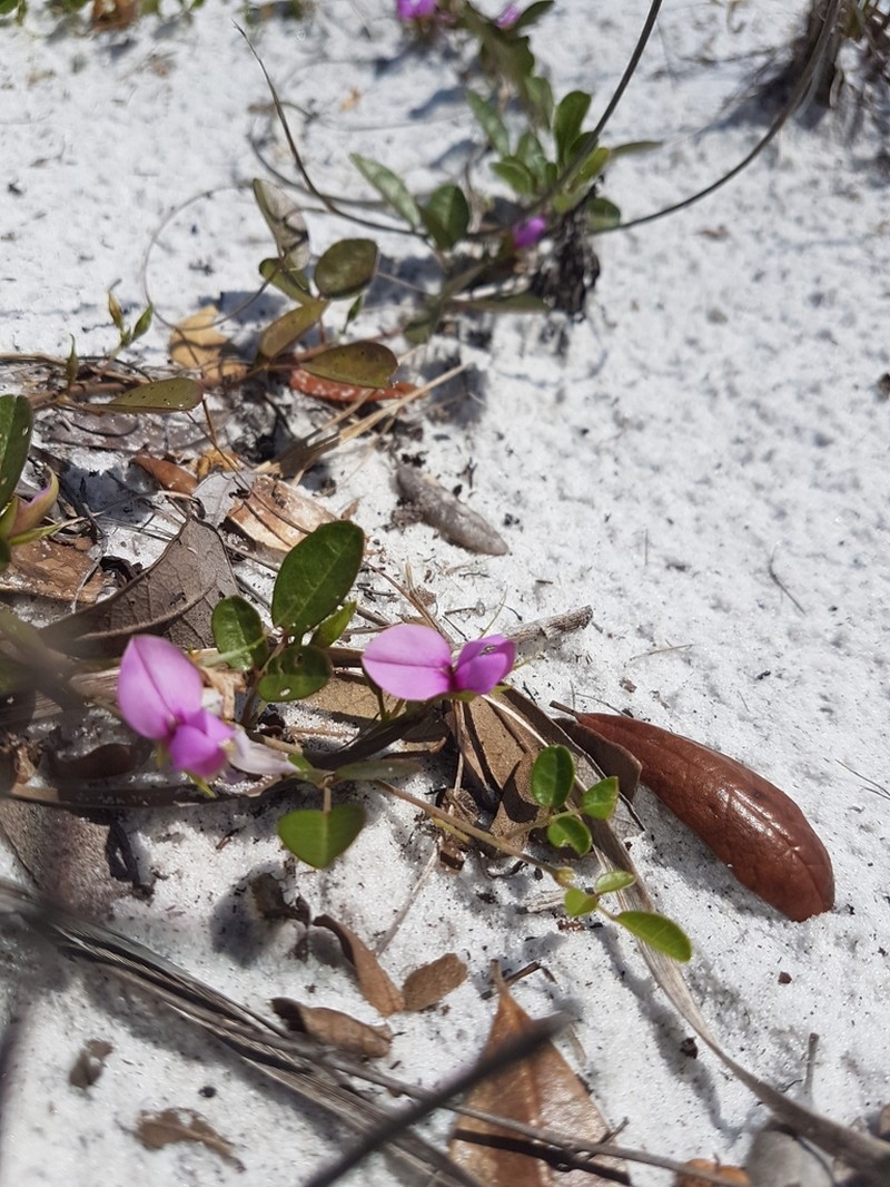 Littleleaf Milkpea photo 7