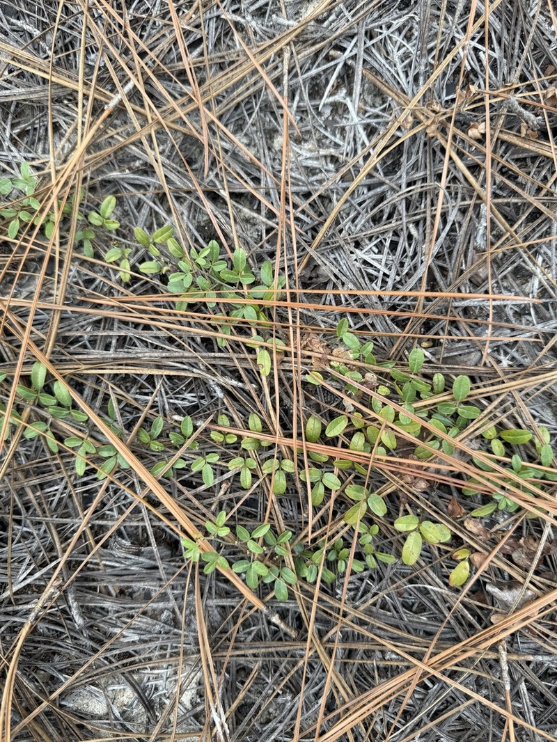 Littleleaf Milkpea photo 8