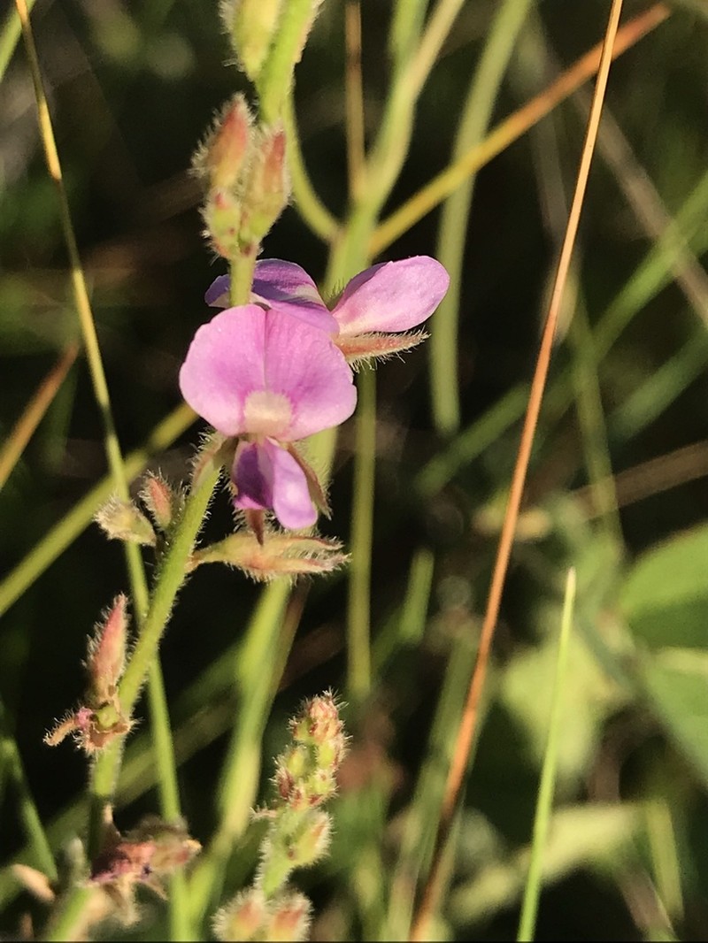 Soft Milkpea photo 2
