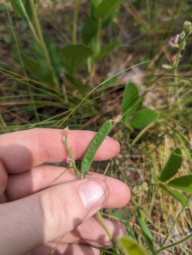 Soft Milkpea photo 3