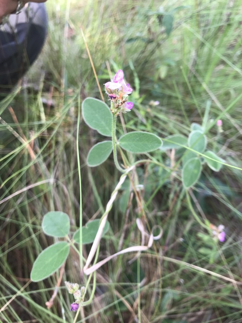 Soft Milkpea photo 4