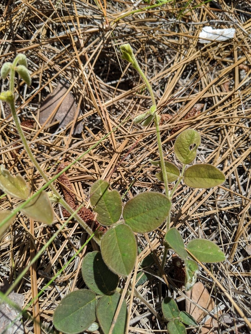 Soft Milkpea photo 5