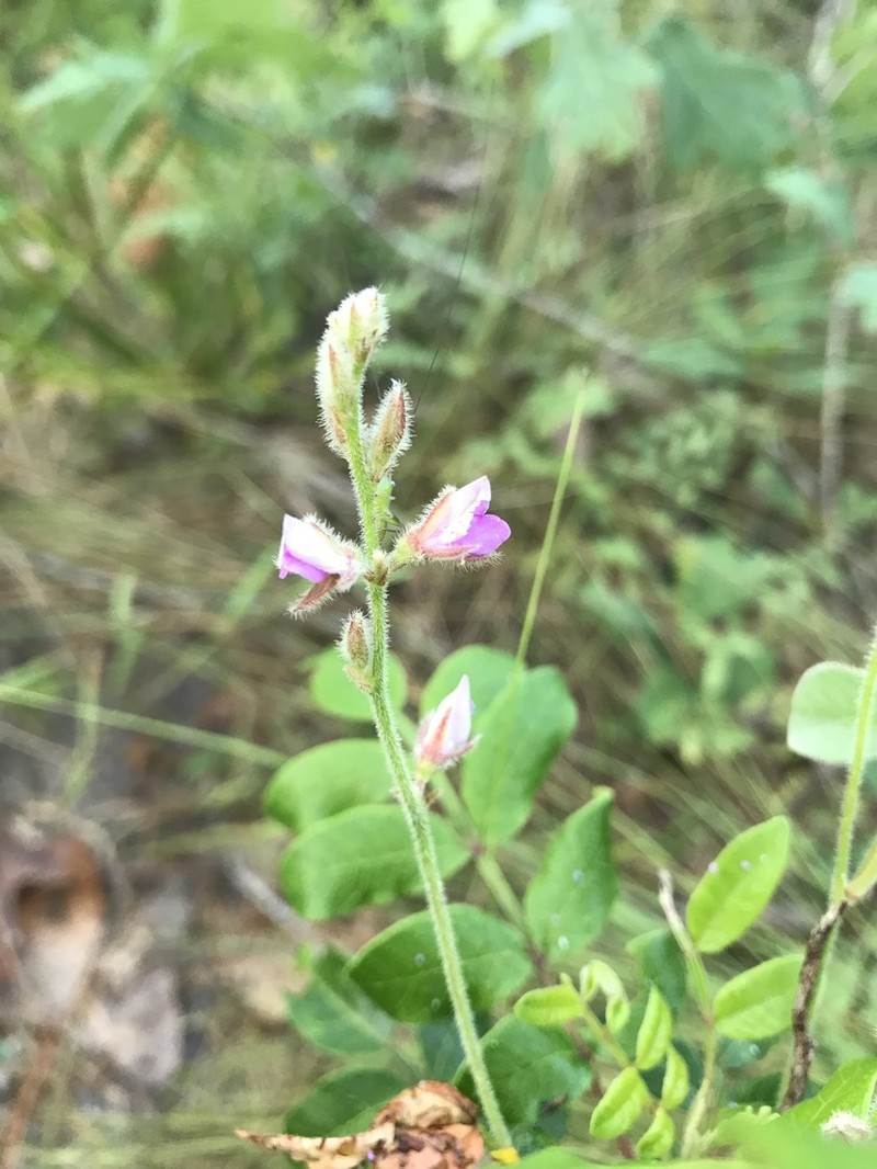 Soft Milkpea photo 6