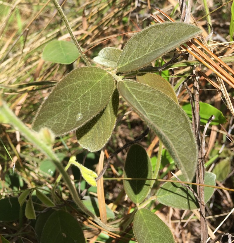 Soft Milkpea photo 7