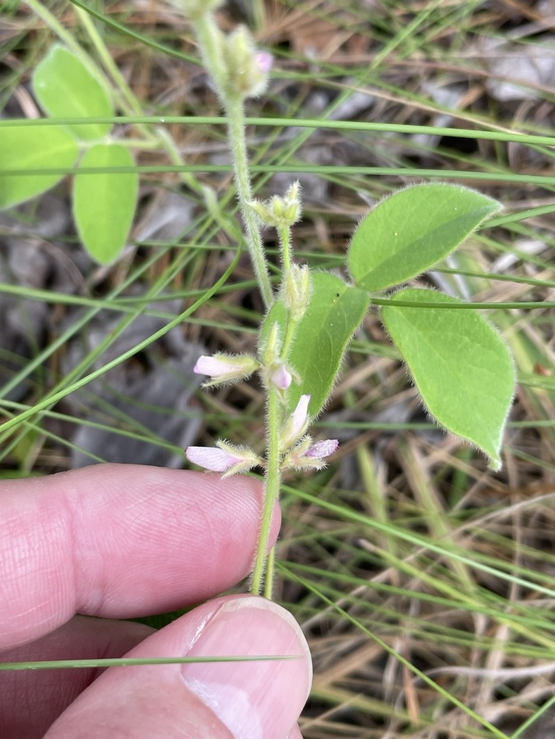 Soft Milkpea photo 8