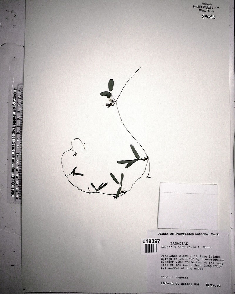 Small-Leaf Milkpea photo 2