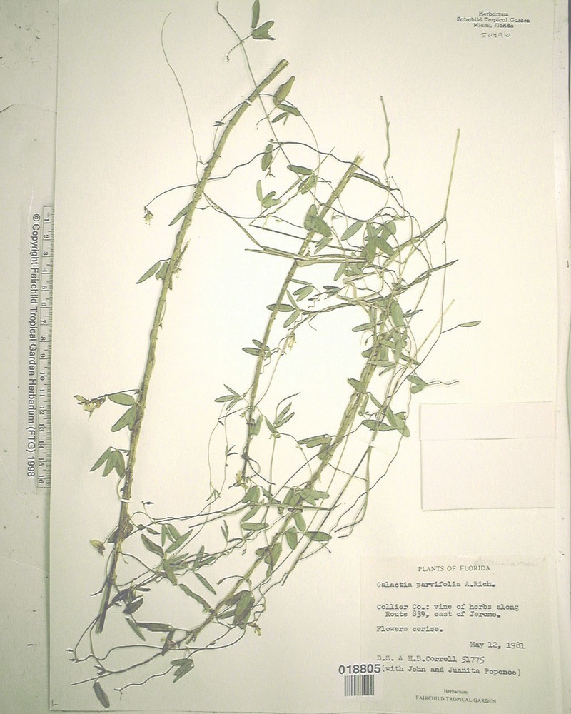Small-Leaf Milkpea photo 3