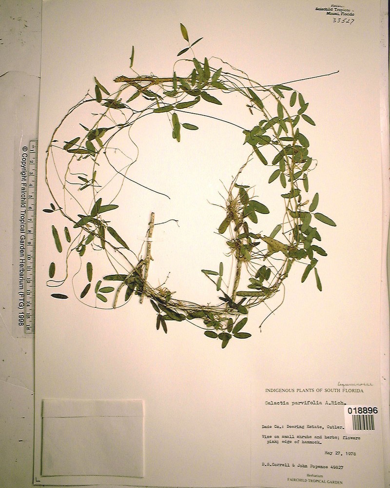 Small-Leaf Milkpea photo 4
