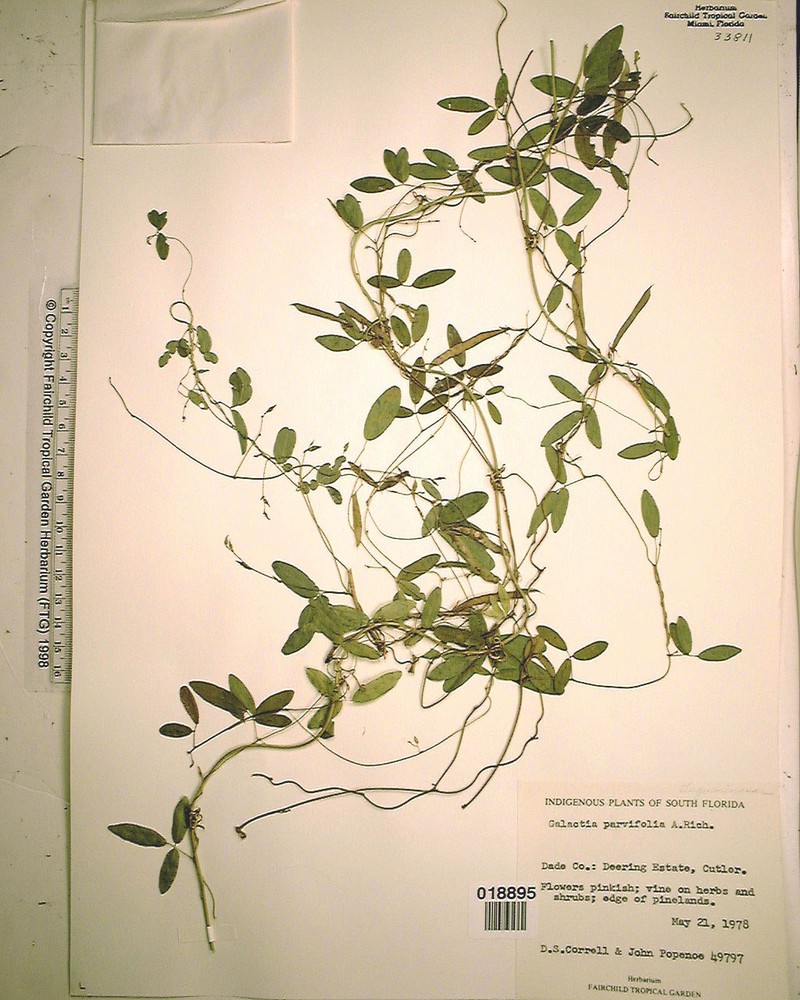 Small-Leaf Milkpea photo 5