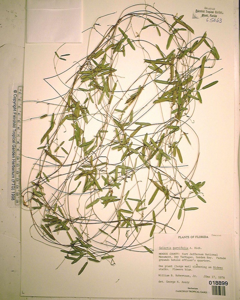 Small-Leaf Milkpea photo 6