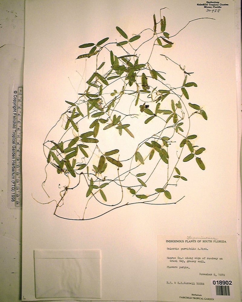 Small-Leaf Milkpea photo 7
