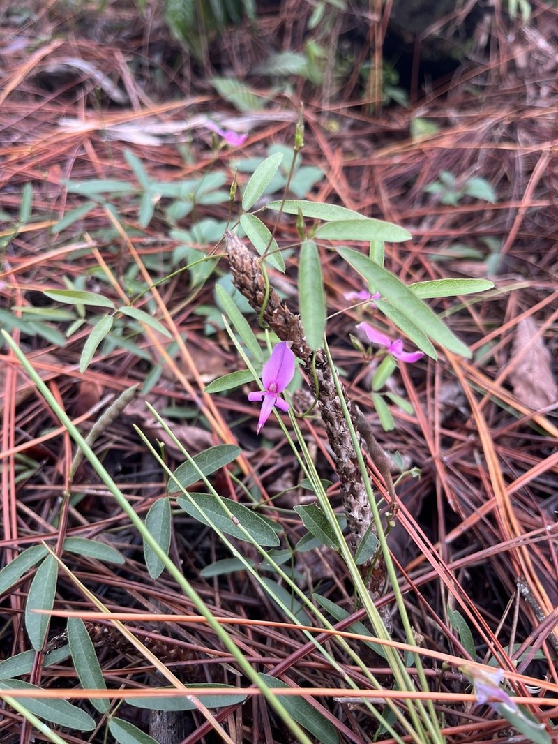 Pineland Milkpea