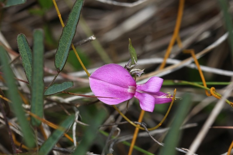 Pineland Milkpea photo 2