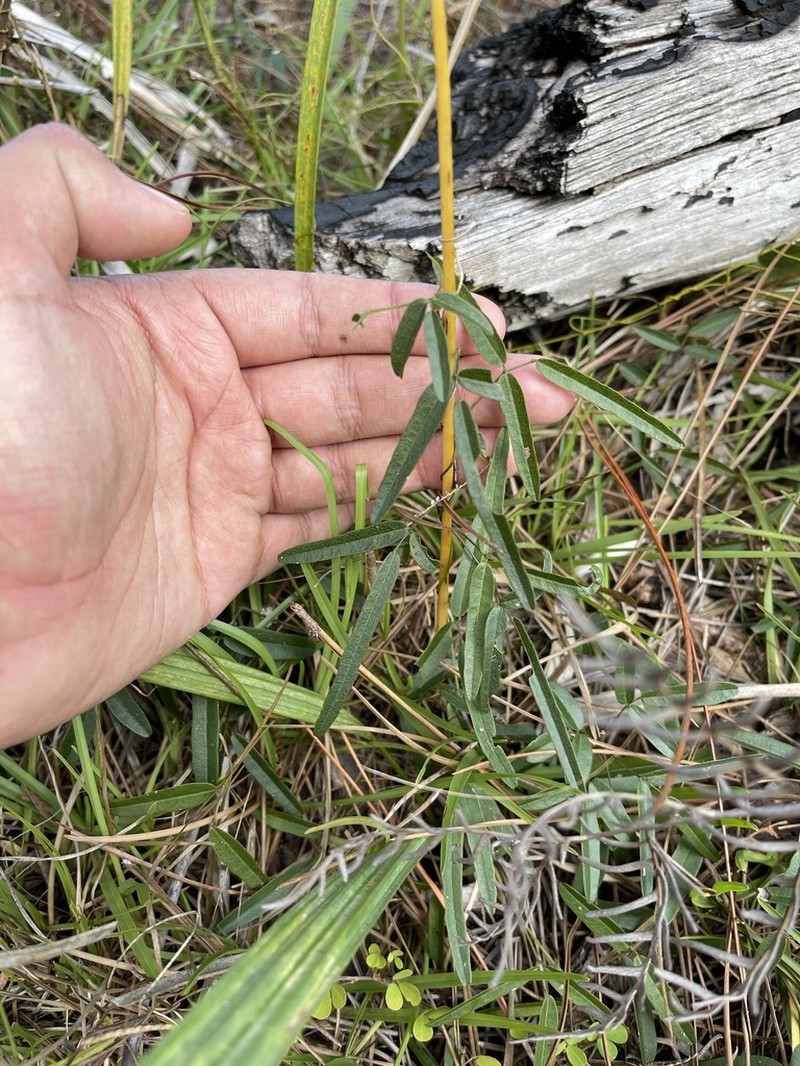 Pineland Milkpea photo 3