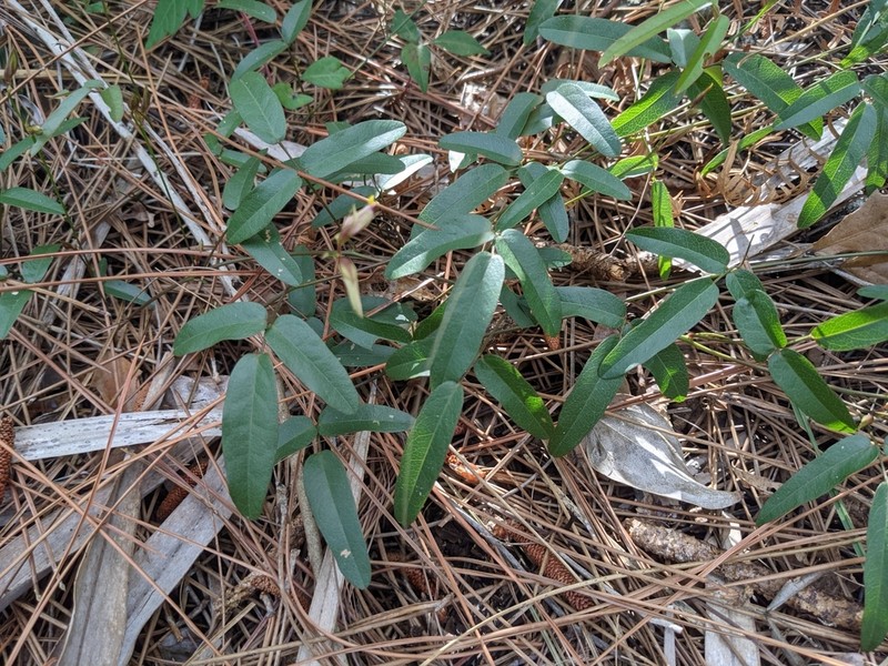 Pineland Milkpea photo 4