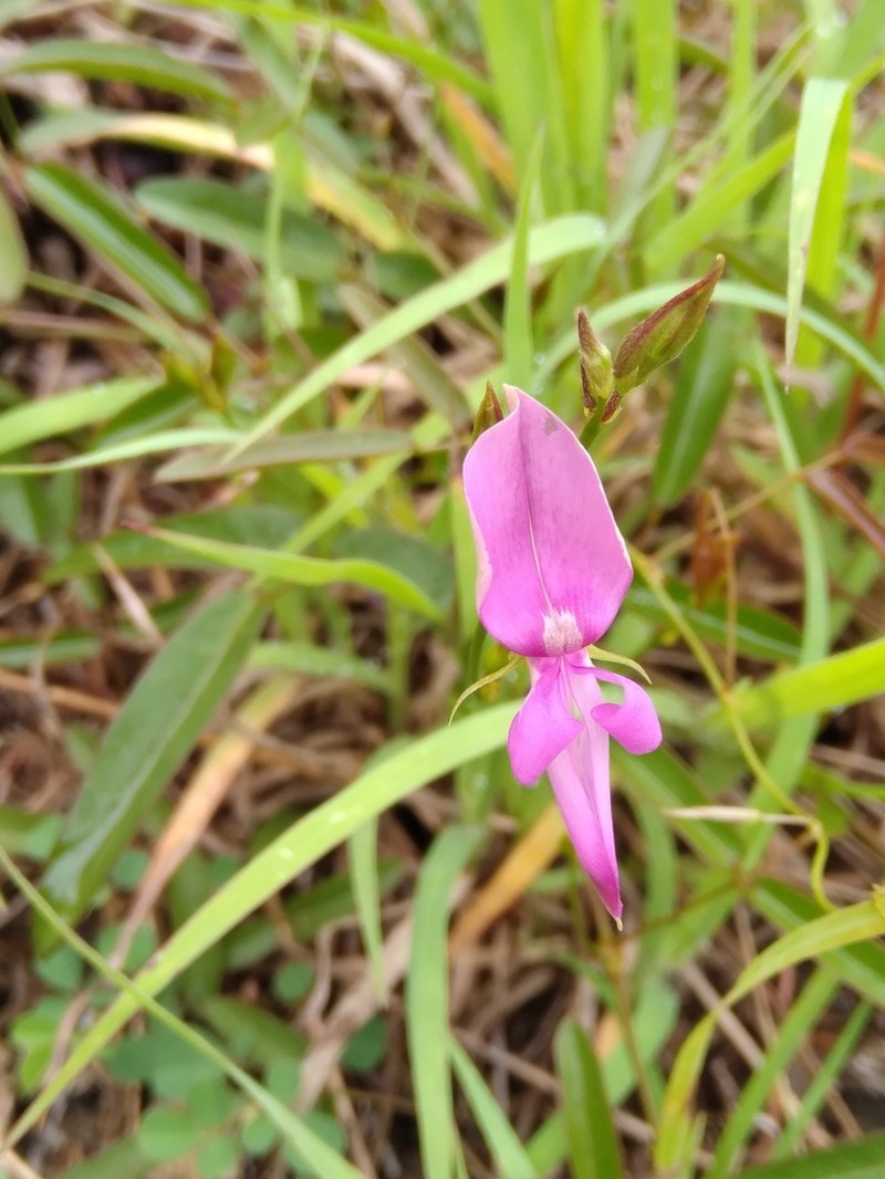 Pineland Milkpea photo 5