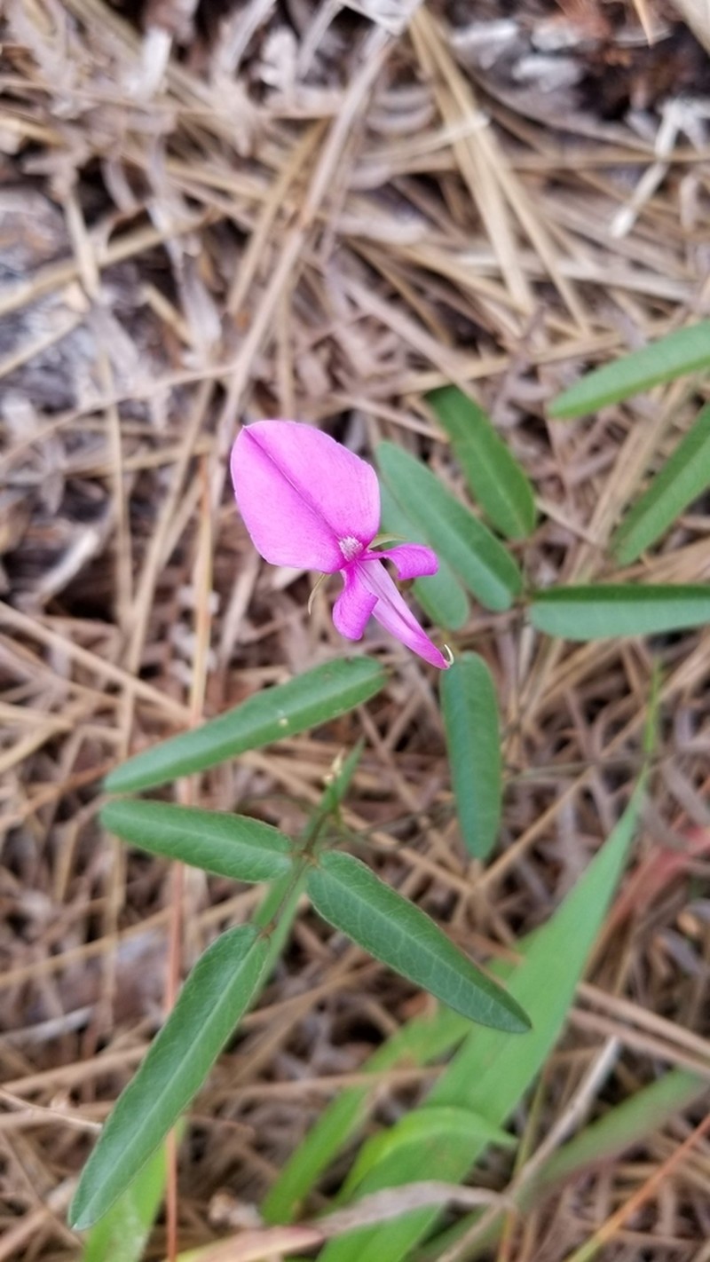 Pineland Milkpea photo 6