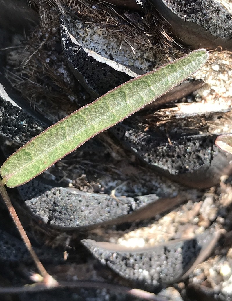 Pineland Milkpea photo 7